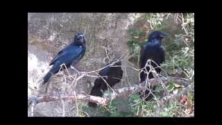 Common Raven cawing school [upl. by Publias]