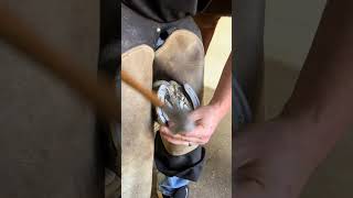 farriery tiktokfarrier fyp hoofcare horse satisfying oddlysatisfying equestrian asmr [upl. by Chancellor]