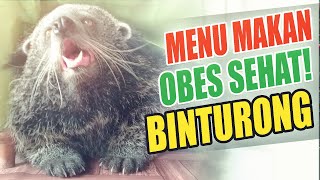 MAKANAN BINTURONG  MEMBUAT BINTURONG BESAR DAN SEHAT [upl. by Boys]