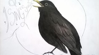 Speed drawing  Common Blackbird  Koltrast [upl. by Terrill90]