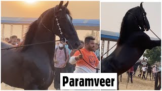 Stallion Paramveer of Bhayla Stud Farm Ahmedabad at Pushkar Horse Fair Ring Show 2021 [upl. by Atena171]