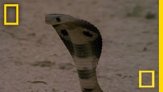 Cobra vs Mongoose  National Geographic [upl. by Eelra]