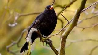 Blackbird Song [upl. by Natika]