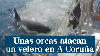 Unas orcas atacan un velero en A Coruña quot¡Rompió el timónquot [upl. by Sly]