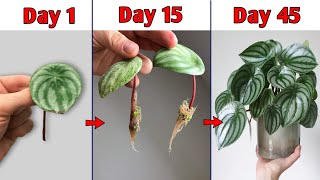 2 Brilliant Ways of Peperomia PROPAGATION You Must Try [upl. by Nomaj]