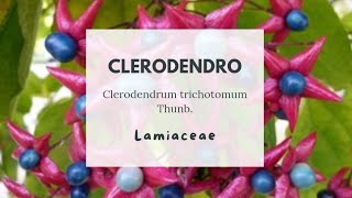 CLERODENDRO  Clerodendrum trichotomum Thunb  Lamiaceae  Harlequin Glorybower [upl. by Apicella]