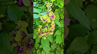 Oxyrhynchus volubilis bean flowers Playa del Carmen Mexico tropical Caribbean jungle wild plant life [upl. by Hakym]