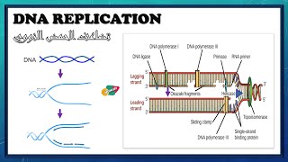 DNA Replication  شرح تضاعف الحمض النووي DNA بالعربي البيولوجيا الجزيئية [upl. by Rye353]