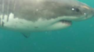 Shark so close we couldnt focus the GoPro [upl. by Darcie]