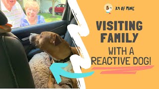 Visiting Family With a REACTIVE Dog [upl. by Earehc]