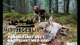 Mitt Jegerliv  VLOG11  Rådyrjakt med Ask  Roe deer hunting with beagle [upl. by Allecsirp213]