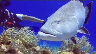 COME DIVE WITH ME IN MEXICO 110 minutes underwater relaxation video [upl. by Aylmer]