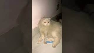 catsounds meowed meoweez catvideos meow catsound cat kittensong nursery kitten [upl. by Malda]