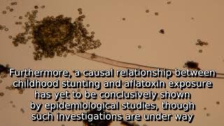 Learn about aflatoxin  what is aflatoxin [upl. by Oaoj817]