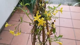 Chrysojasminum  Jasminum humile Revolutum aka Italian Jasmine a lightly fragrant yellow jasmine [upl. by Esiahc]