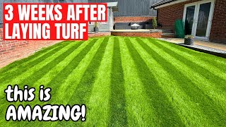 Newly Turfed Lawn  3 Week Update  Its INCREDIBLE [upl. by Dell484]