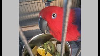 Parrot Comfort Sounds  Eclectus Female [upl. by Nednal]