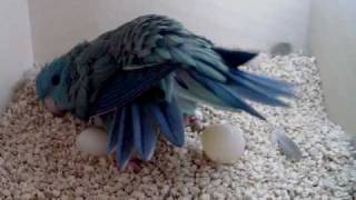 Lineolated Parakeet hen seen laying an egg [upl. by Ellehcin]