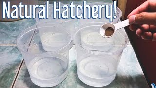 Very Simple Way To Hatch Many Brine Shrimp Eggs WITHOUT USING AIRPUMP And Can Harvest Up To 3X [upl. by Schilit]