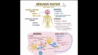 physiologie du système nerveux végétatif [upl. by Ihtak]