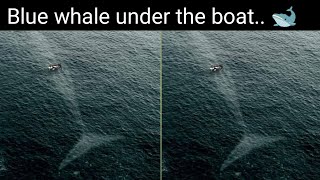 Blue Whale Under The Boat Real Or Fake  Blue Whale Under The Boat Post Reality [upl. by Enawyd580]