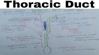 Lymphatic System  Part 2  Thoracic Duct  The Charsi of Medical Literature [upl. by Laenahtan]