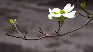 Dogwood Tree in the City [upl. by Lebasile]