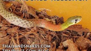 Venomous Poisonous Rainbow Colored Snake  Thailand RedNecked Keelback 🇹🇭Thailand Living [upl. by Airdna]