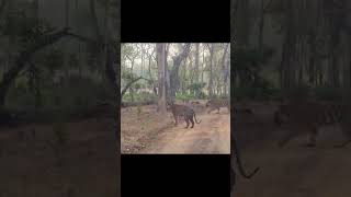 Kabini Nagarhole Tiger Sighting kabini nagarhole nagarholenationalpark [upl. by Hsepid]