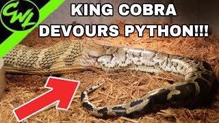 KING COBRA EATS FLORIDA PYTHON [upl. by Cohette]