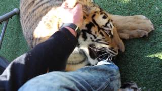 Mauled by a tiger [upl. by Myrlene]