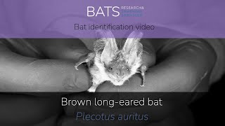 Brown longeared bat Plecotus auritus identification training video [upl. by Fredrika]