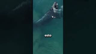 pequeñas gaviotas que pueden matar ballenas gigantes 🕊️🕊️🐳🐳 [upl. by Ecirpac]