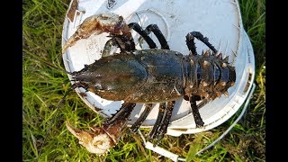 How to catch crayfish with meat and string [upl. by Ibloc]