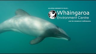 Māui amp Hectors Dolphins  An appeal from the children of Whāingaroa [upl. by Elicul501]