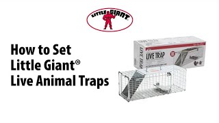 How to Set the Little Giant® Live Animal Traps [upl. by Kristina]