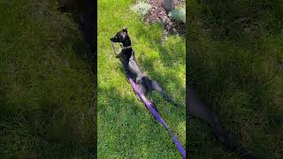 Italian greyhound Iris sunbathing [upl. by Rodenhouse]