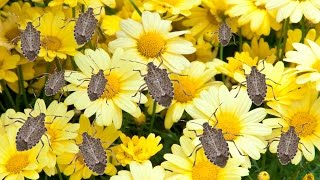 How to Get Rid of Stink Bugs  The Grumpy Gardener [upl. by Ahsekam]