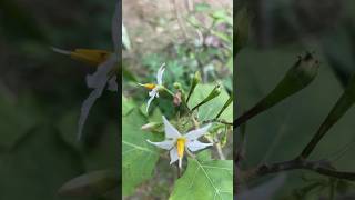 Turkey Berry Flower🫒🌼 thibbatu  pea eggplants Wild eggplant flowers 🍆 ASMR [upl. by Hesoj]