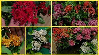 About Ixora Shrubs  grow and care tip for ixora plant [upl. by Antrim]