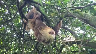 TwoToed Sloth 🦥 Costa Rica [upl. by Nalaf]