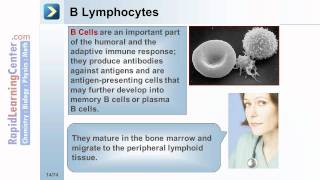 Rapid Learning Hematology  Normal Hematopoietic Processes [upl. by Nileuqay]