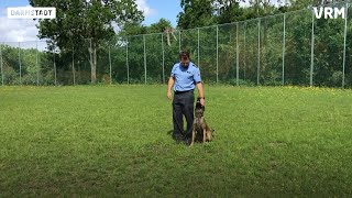 Darmstadt Vom Welpen zum Polizeihund [upl. by Tuddor]