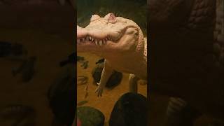 Amazing Albino Alligator conservation cuteanimal gator [upl. by Haelat]