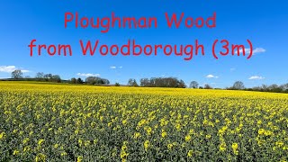 A colourful walk from Woodborough to the ancient 13th c Ploughman Wood [upl. by Ocirled739]