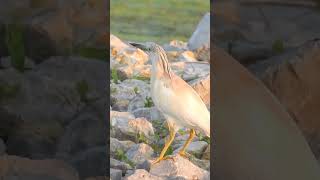 Squacco Heron [upl. by Nomihs507]