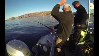 Team Flatfisk kveite 104 kg Halibut fishing [upl. by Yesrod517]