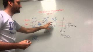 Oxidative Phosphorylation made easy [upl. by Mandeville948]