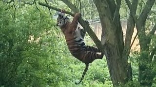 Hungry Tiger Leaps Into Tree For Dinner [upl. by Nat563]