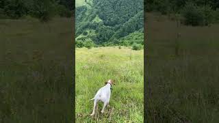 First point in his career D  English Pointer Tsinandali’s Zago 12m [upl. by Moureaux]